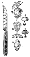 Fig. 35.—Cuchillo para tornear raíces.
