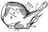 Fig. 80.