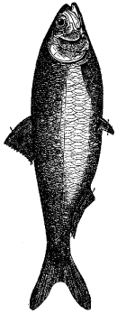 Fig. 99.
