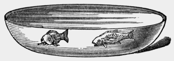 shallow bowl holding two goldfish