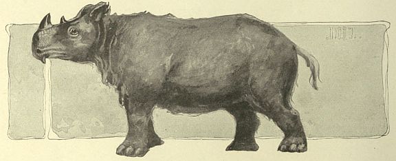 rhino
