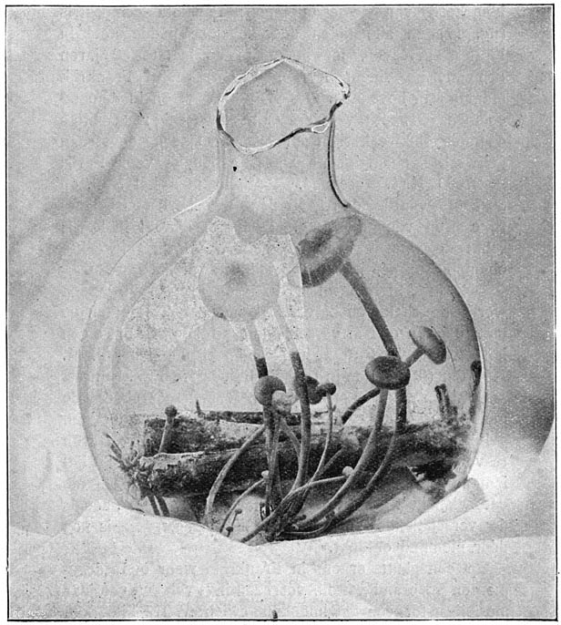 Fig. 29. Reinkultuur uit sporen van Collýbia velútipes, het “fluweelpootje” op takken van eschdoorn.