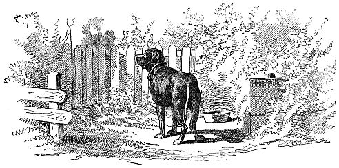 a dog by a fence