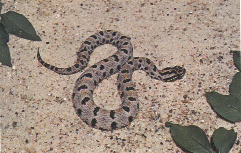 WESTERN PIGMY RATTLESNAKE