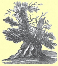 Shelton Oak