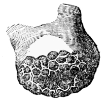 Described in surrounding text