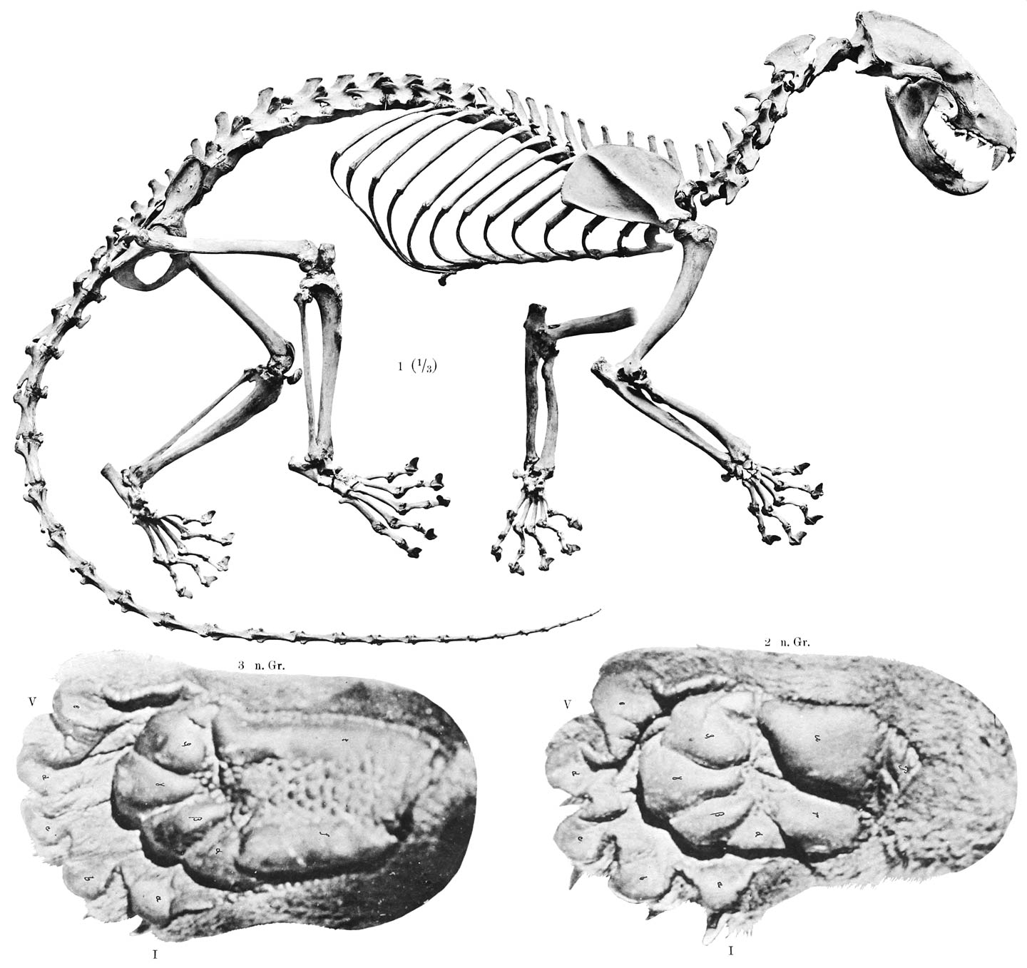 Paradoxurus musschenbroeki Schl.