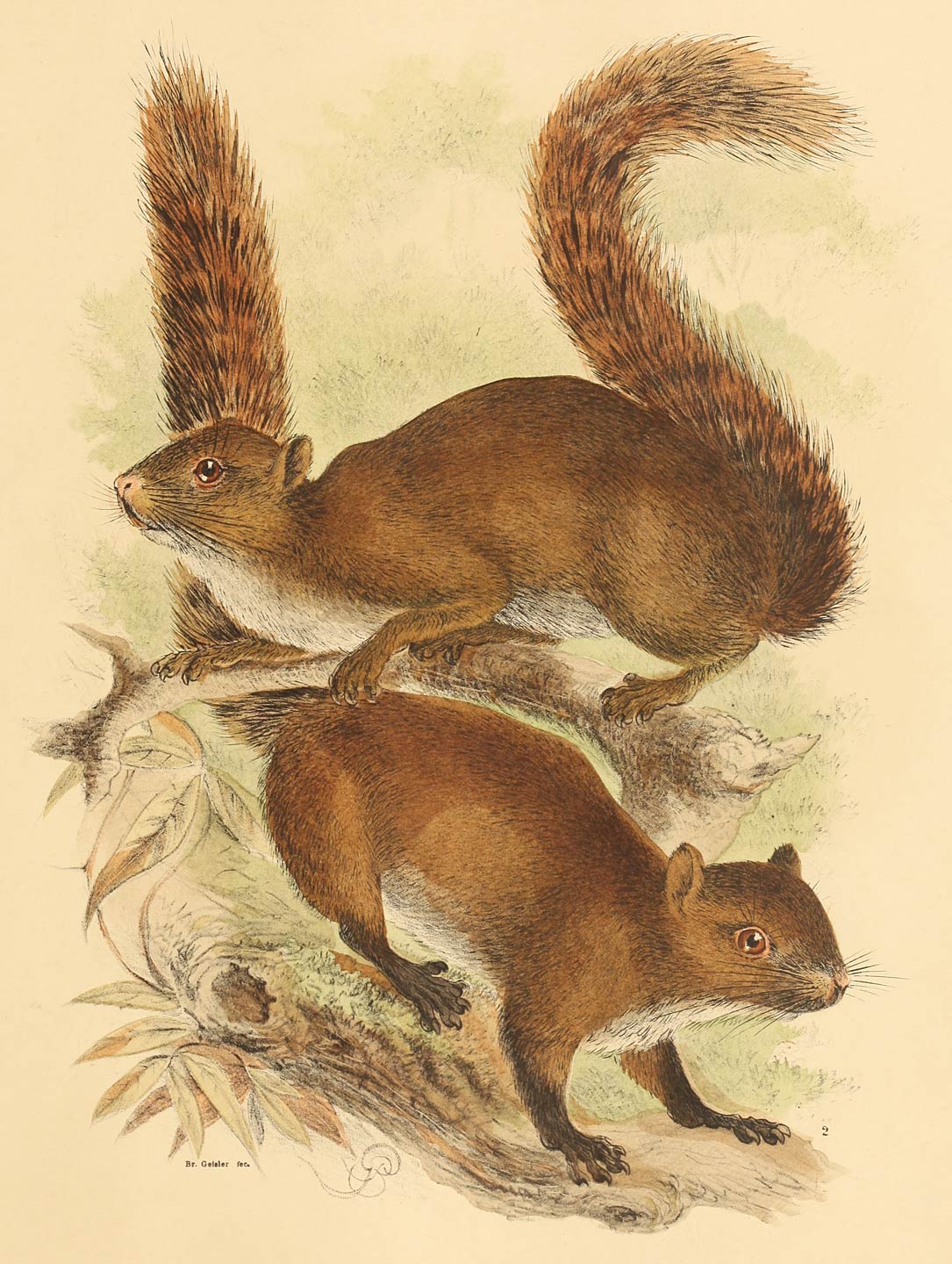 1 Sciurus mindanensis Steere 2 Sciurus samarensis Steere