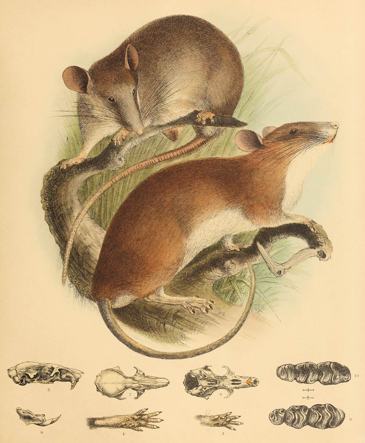 1 Mus callitrichus Jent. 2–10 Mus hellwaldi Jent.