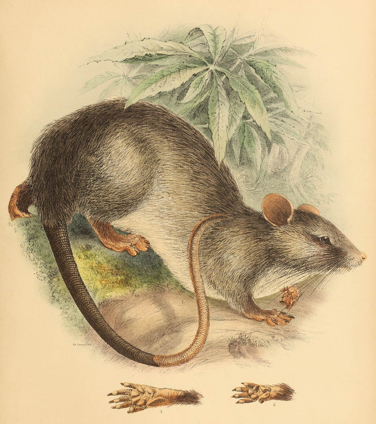 Lenomys meyeri (Jent.)