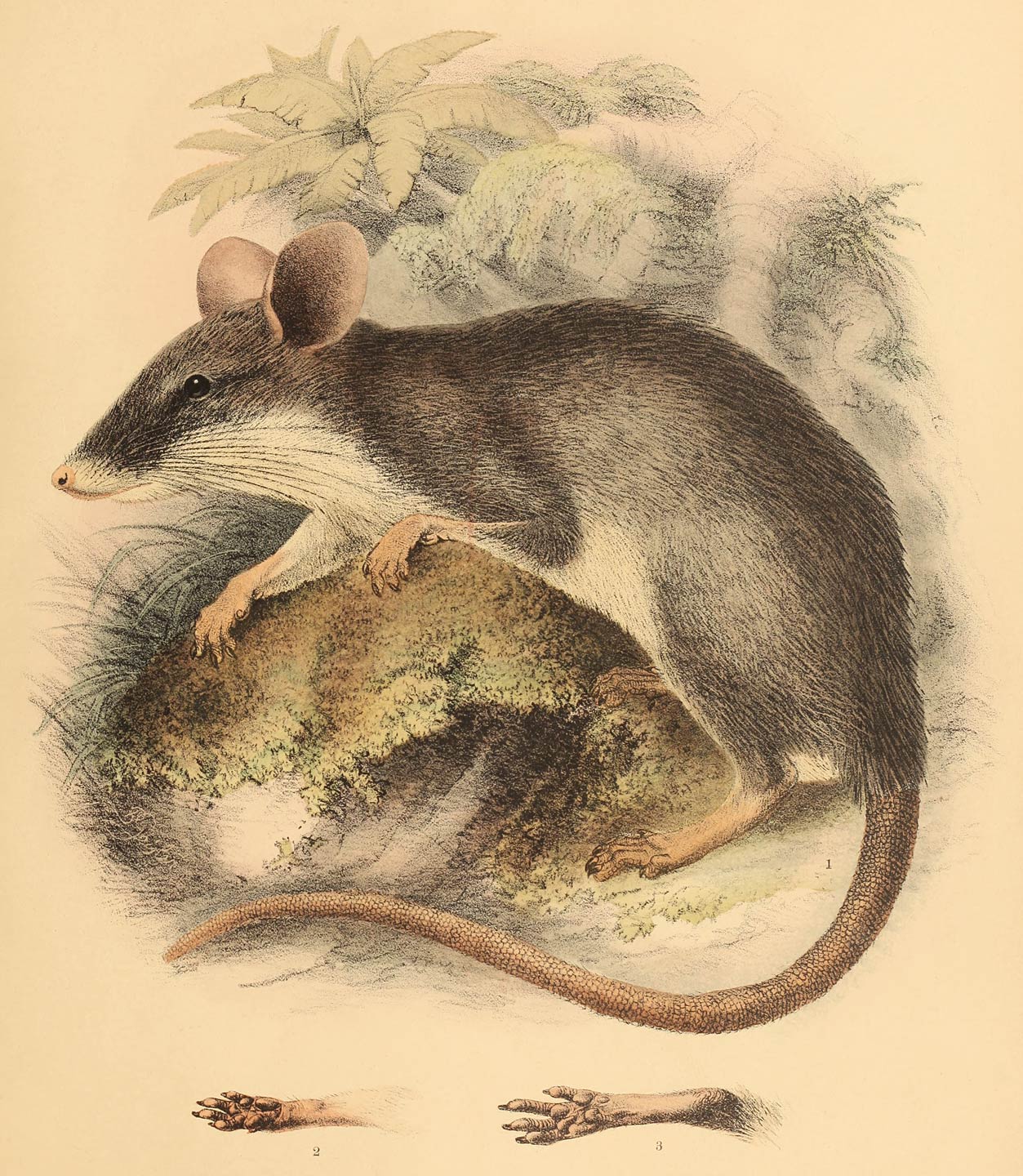 Craurothrix leucura (Gr.)