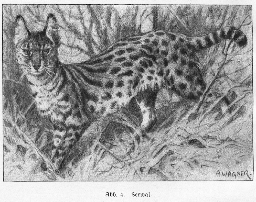 Serval