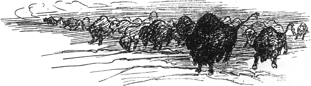 Eine Büffelherde auf den   Ländereien der Traummenschen