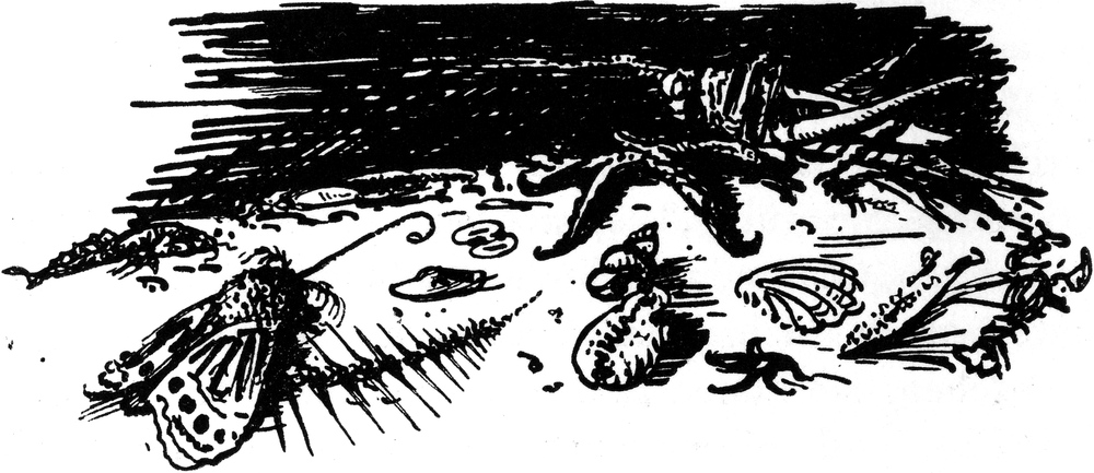 Allerlei Insekten, Muscheln   und Überreste anderer Tiere am Flussufer