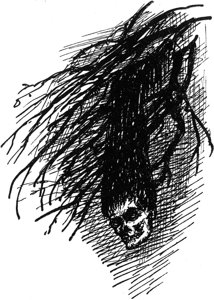 Der Schatz des irrsinnigen   Brendel