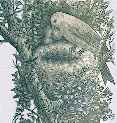 image009