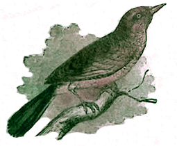 image027