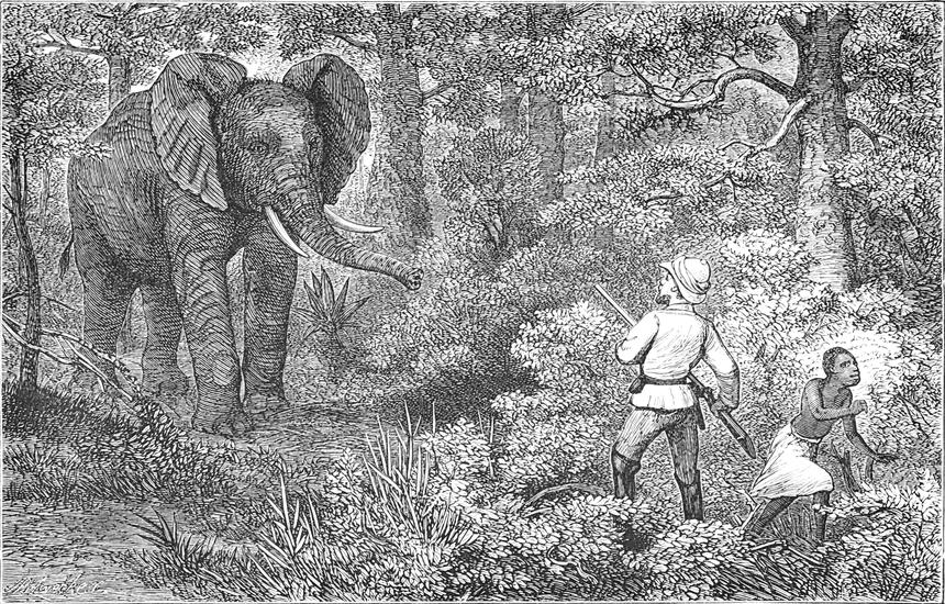 Ein Elefant taucht vor   dem Verfasser aus dem Wald auf