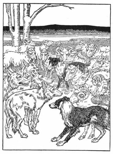 Wolves and sheep