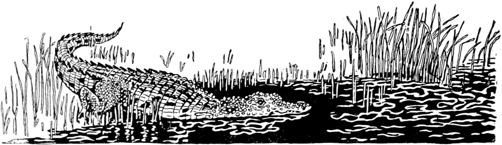 Ein Krokodil gleitet   ins Wasser