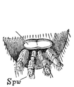 Detail of spinnerets