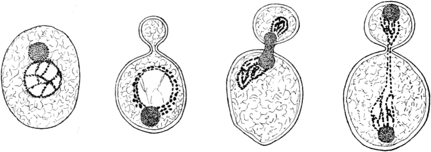 Mikroskopbild von Hefezellen