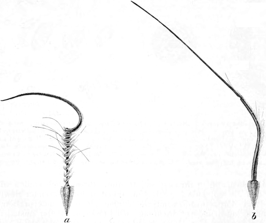 Quellung eines Storchschnabelsamens