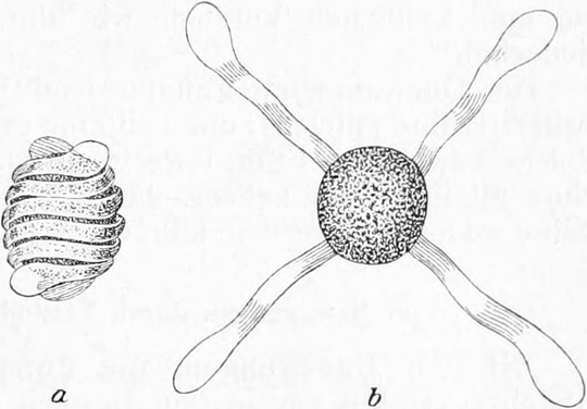 Austrockung einer   Schachtelhalmspore
