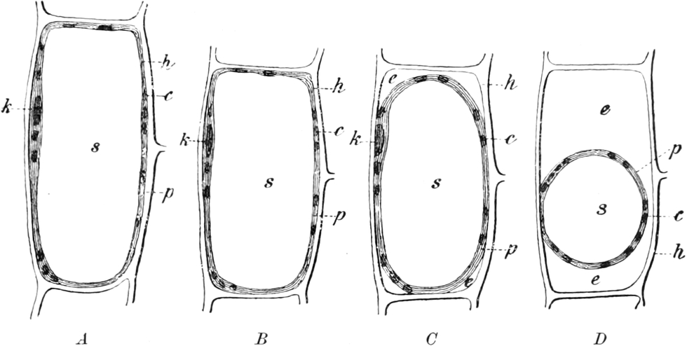 Zellturgor einer Pflanzenzelle