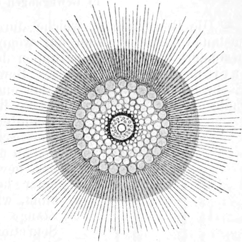 Radiolarienzelle mit   Vakuolenschicht