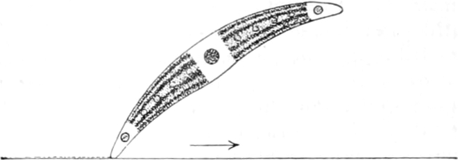 Closterium in Fortbewegung
