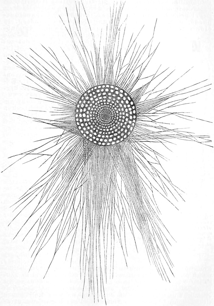 Rhizopodenzelle mit   Pseudopodienfäden