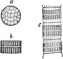 Muskelsegmente der Wespe