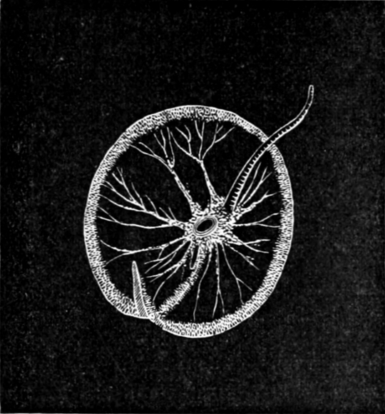 Leuchtende Geißelzelle