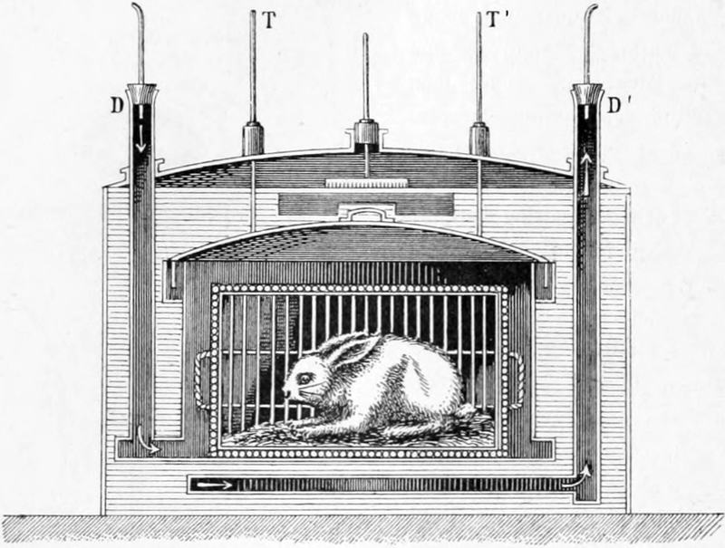 Kaninchen im Wasserkalorimeter