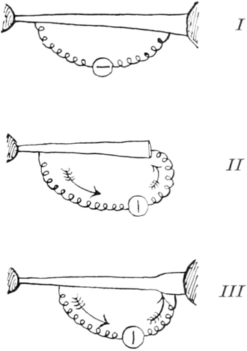 Elektrochemische Prozesse an einem   Muskel des Frosches