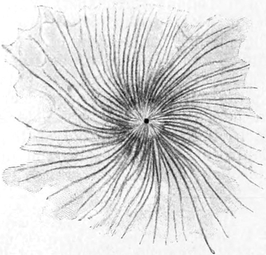 Zentrosom aus dem Ei einer Lungenschnecke
