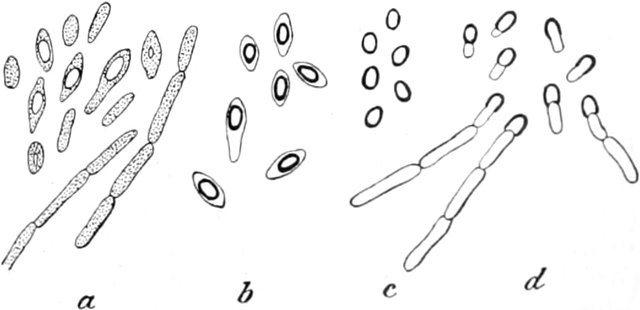 Buttersäurebakteren