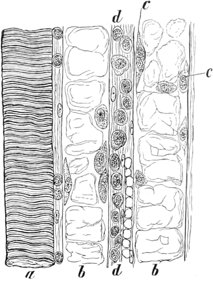 Typhus; Degeneration der Muskeln