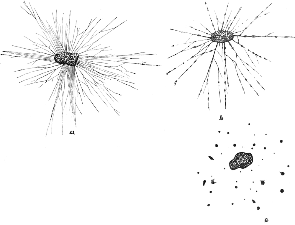 Zerfall bei Orbitolites