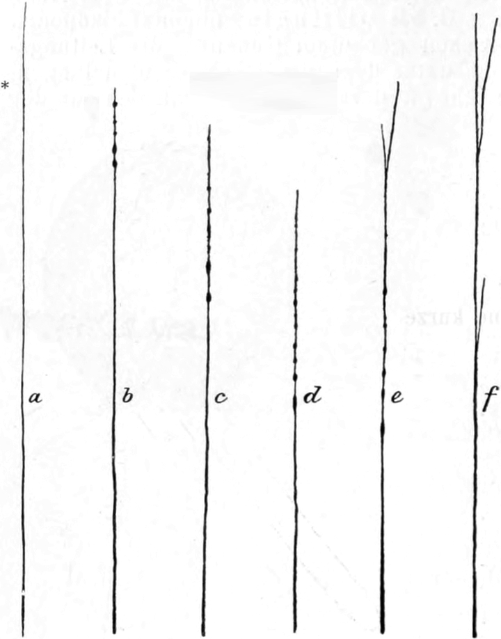 Reizung der Pseudopodien bei   Orbitolites