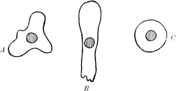 Reizung einer Amöbe