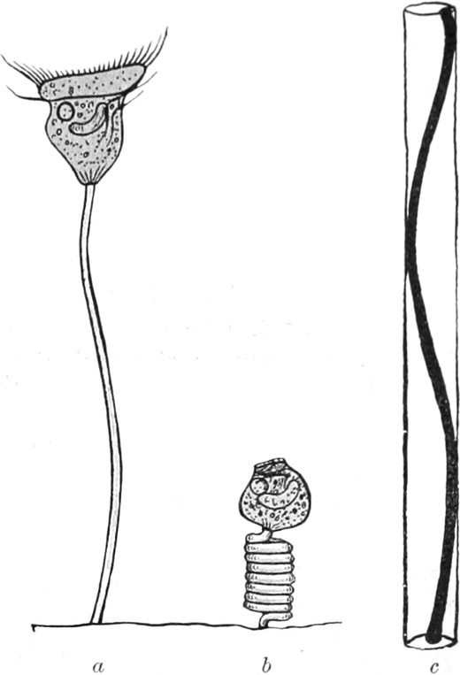 Chemische Reizung eines   Glockentierchens