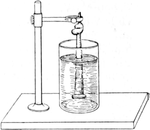 Rhythmische Muskelkontraktion   durch chemische Reizung