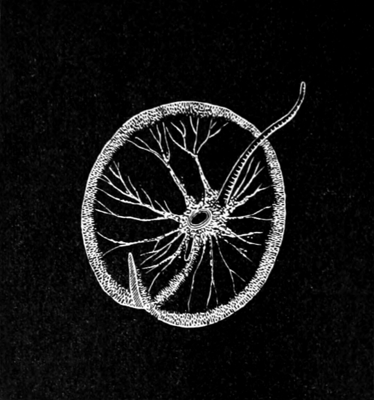 Reizung einer Geißelzelle