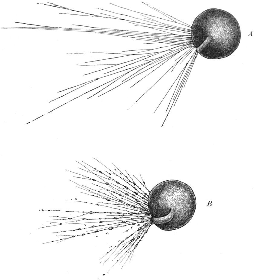 Pseudopodien von Amphistegina