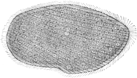 Wimperntierchen aus dem Darm eines Frosches