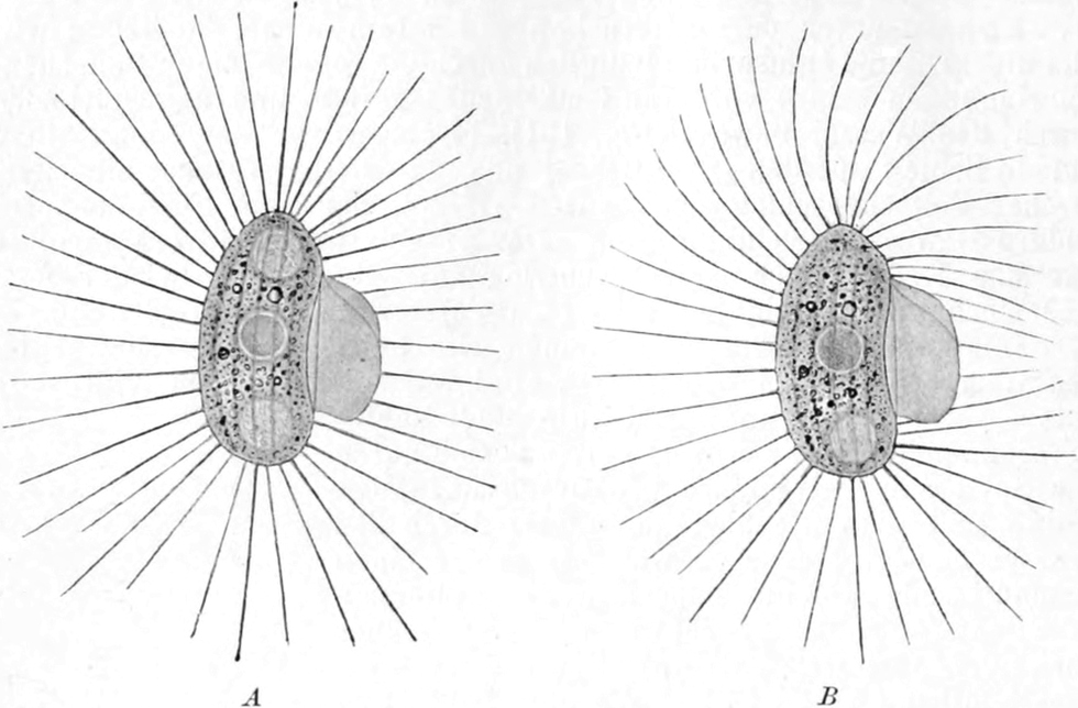 Durch Erschütterung gereiztes   Wimpertierchen