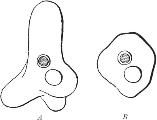 Reizung einer Amöbe mit der   Stimmgabel