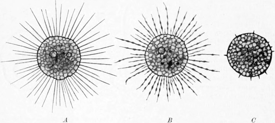 Sonnentierchen nach mechanischer   Reizung